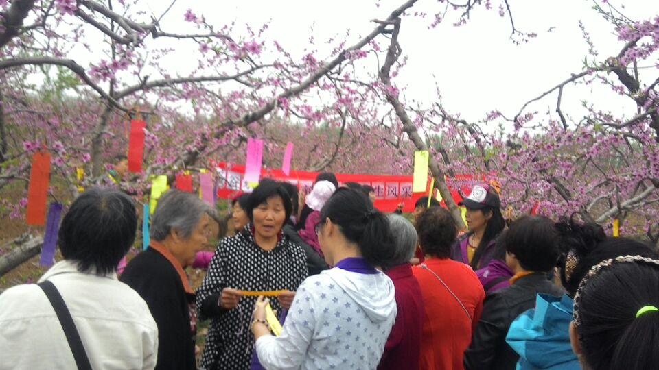 北京市残疾人联合会-平谷区滨河街道残联组织残疾人观赏万亩桃花